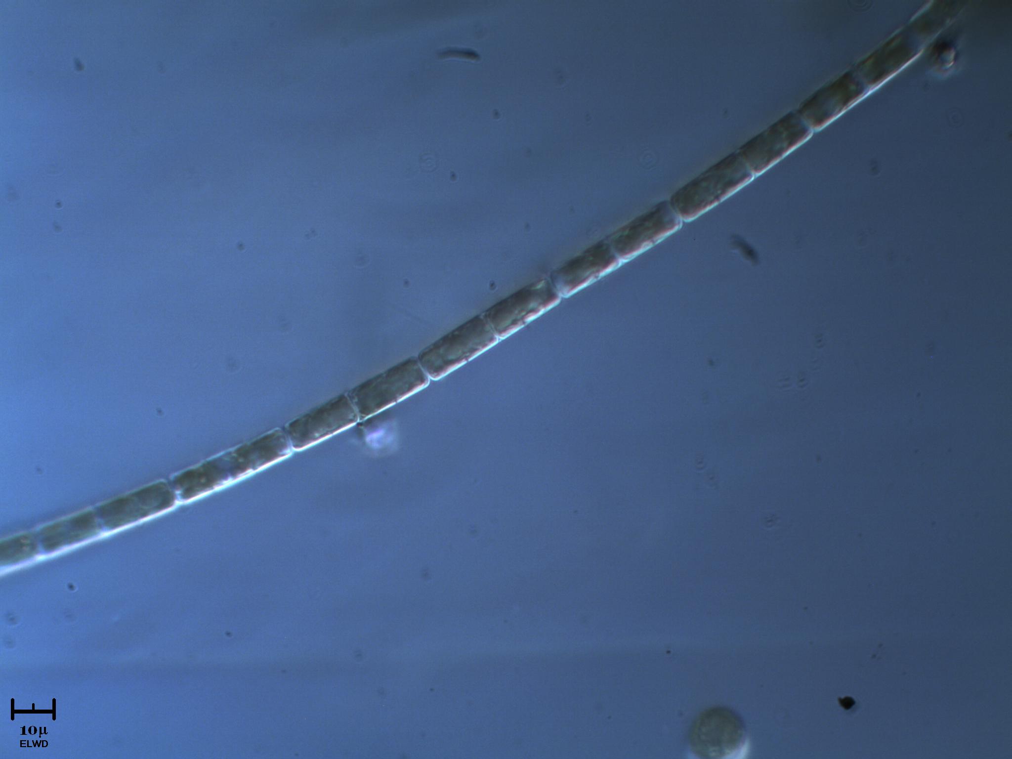 Alga