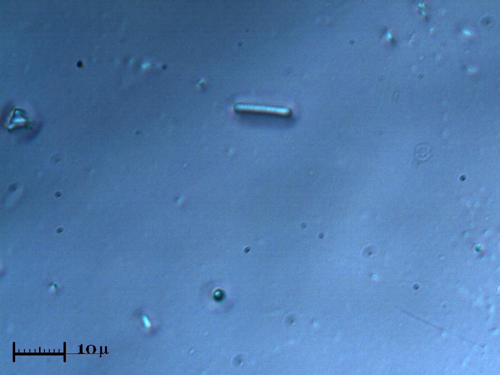 Cyanobatterio(?)