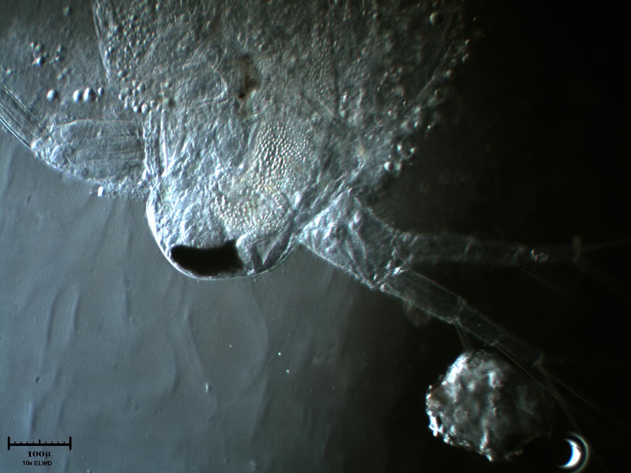 L''occhio del ciclope