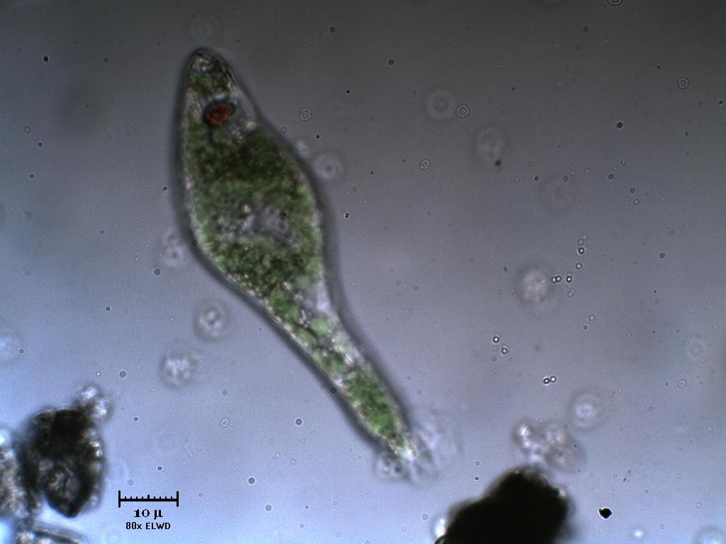 L''occhio dell''Euglena