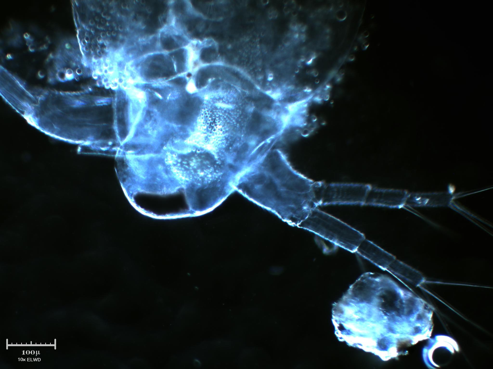 L''occhio del ciclope