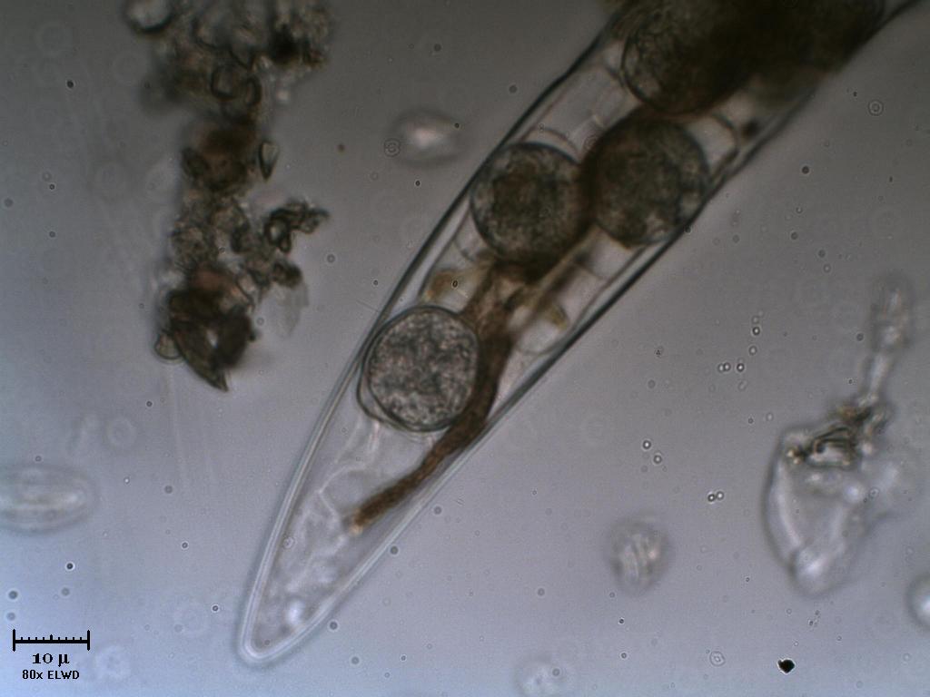 Cosa  successo a questo Closterium?