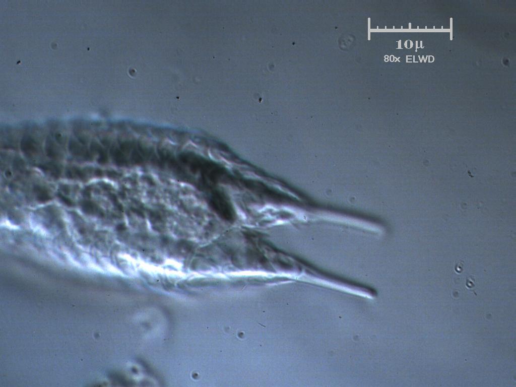 Non mi ricordo mai come si chiama