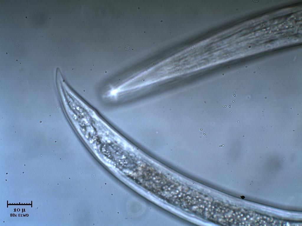 Nematode