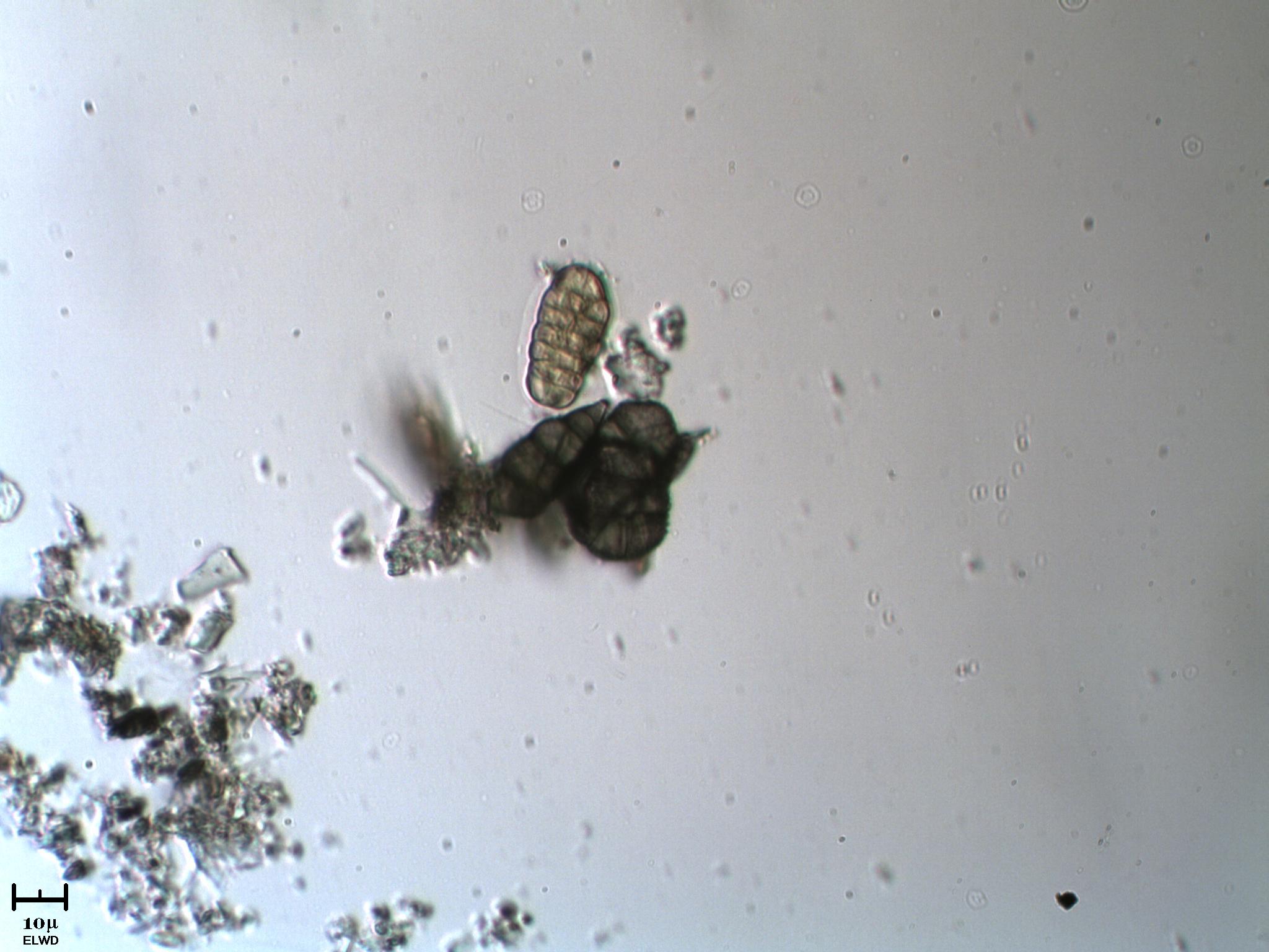 Altre spore