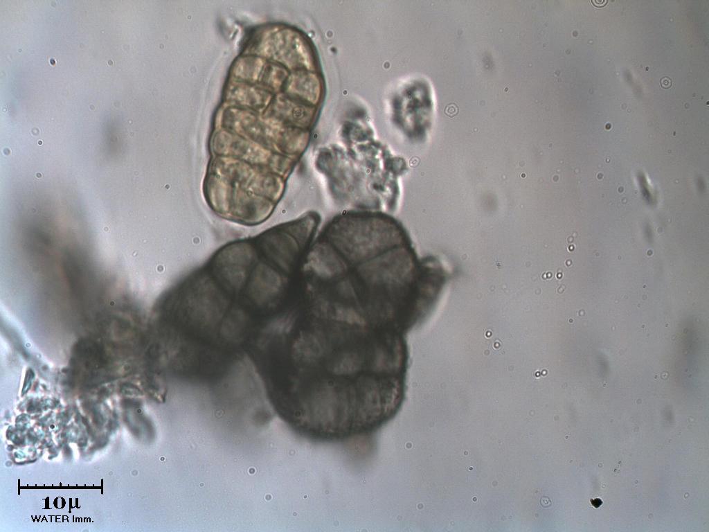 Altre spore