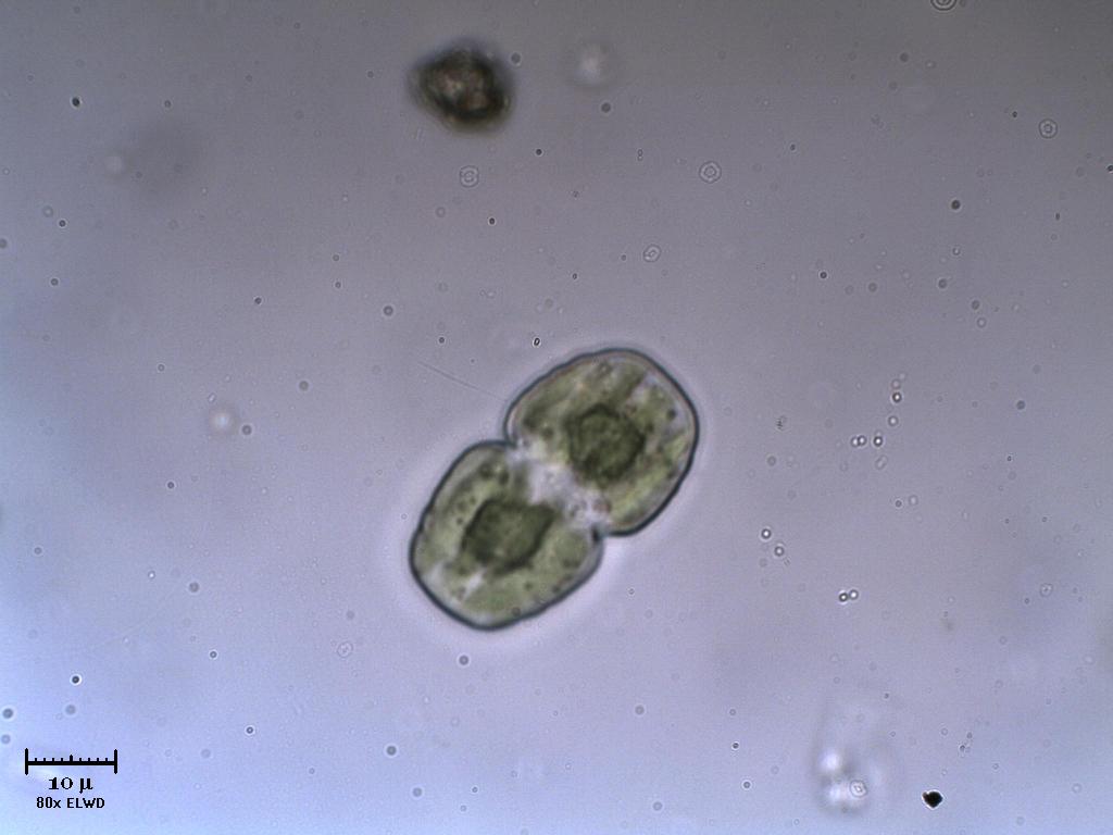 Cosmarium