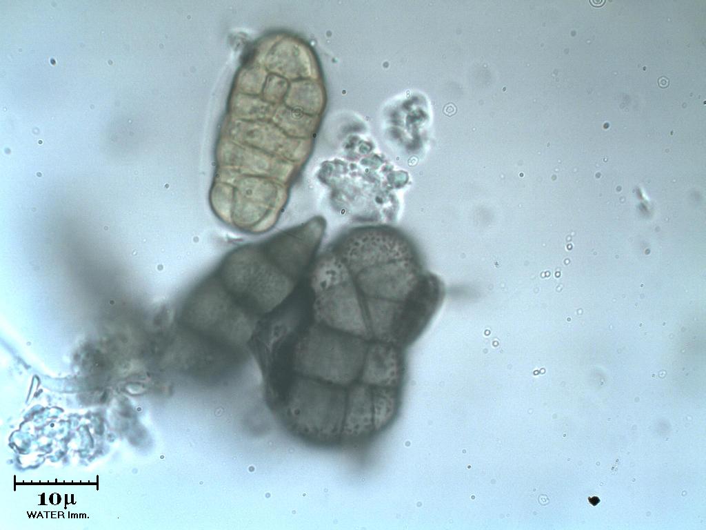 Altre spore