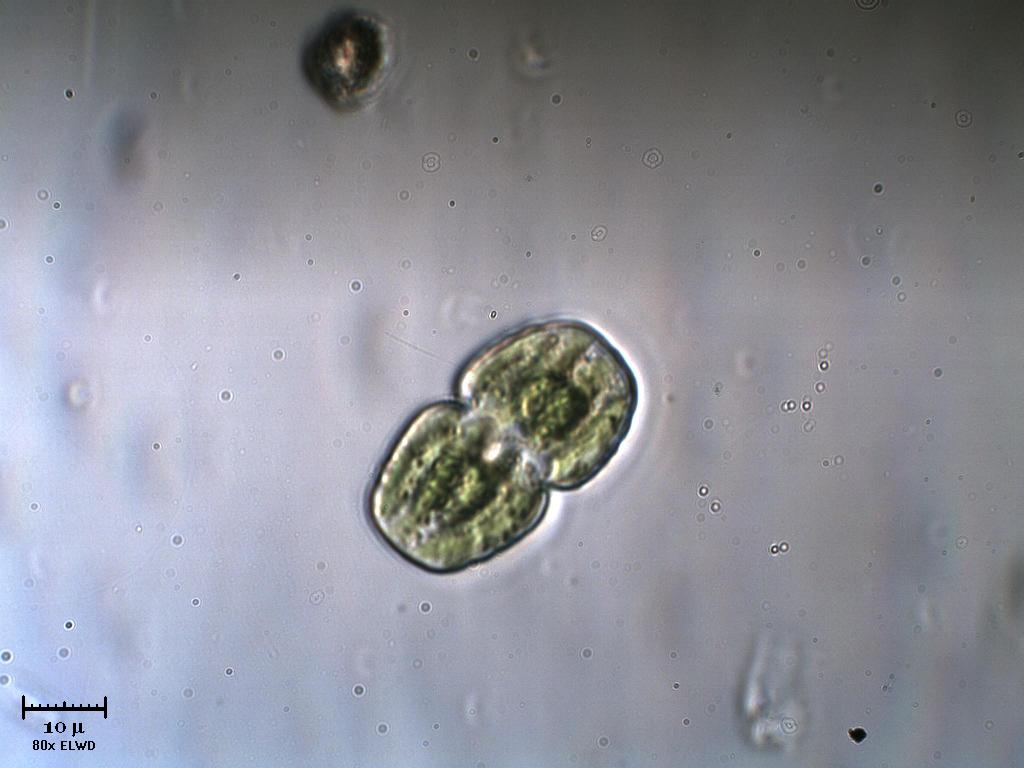 Cosmarium