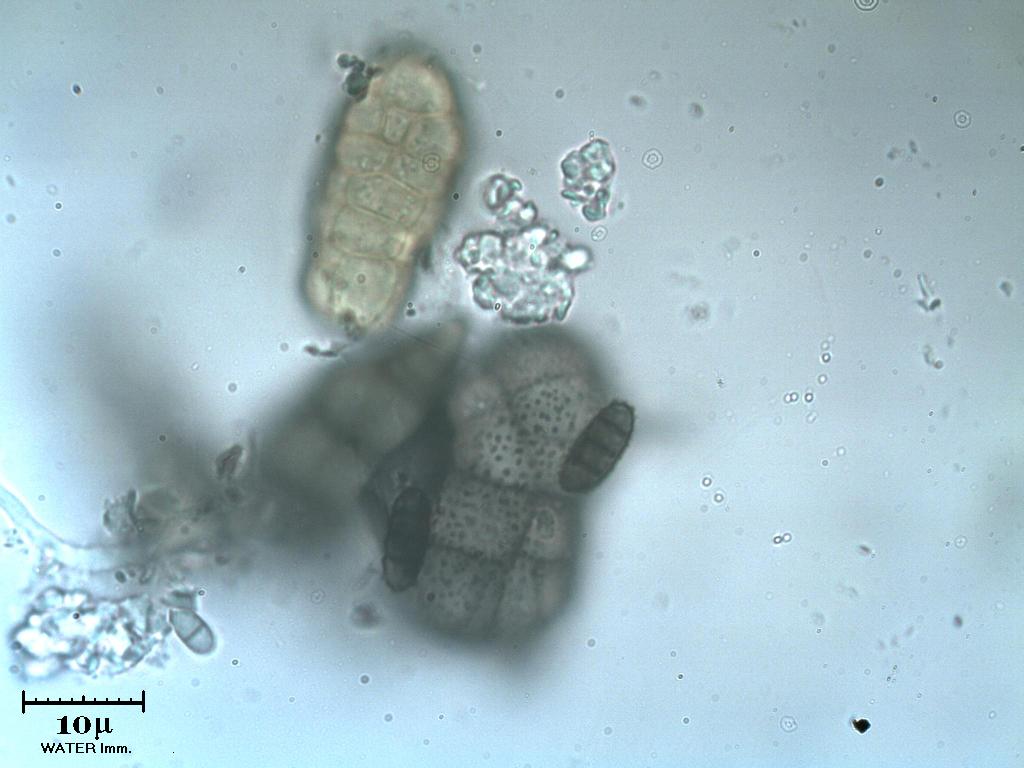 Altre spore