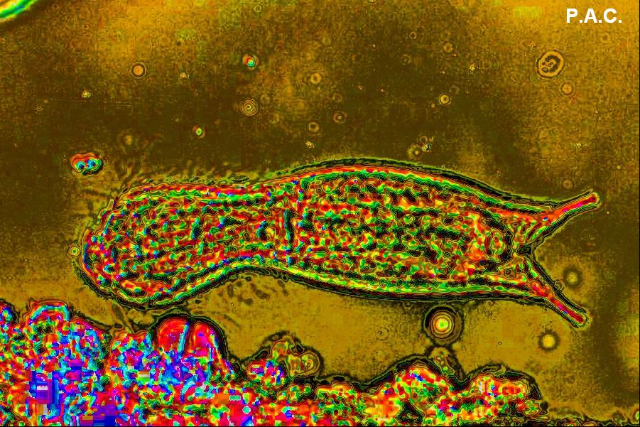 Non mi ricordo mai come si chiama