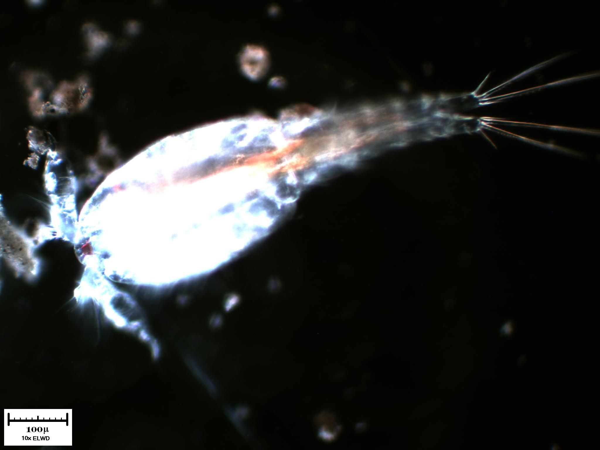 Tutto il Copepode minuto per minuto