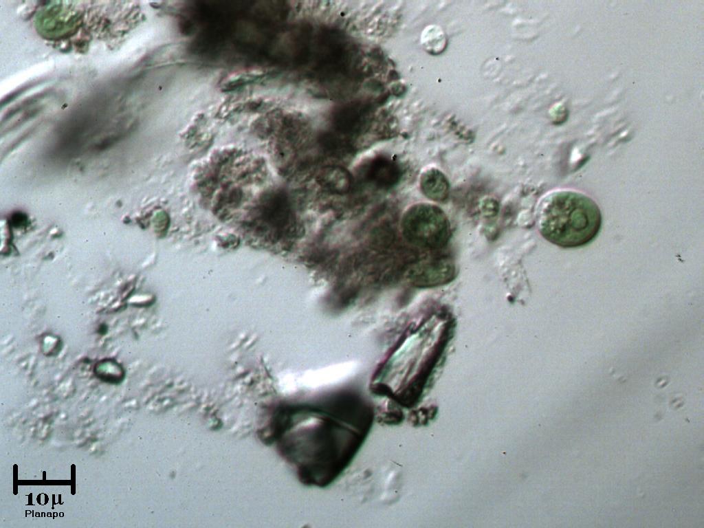 Cloroficee