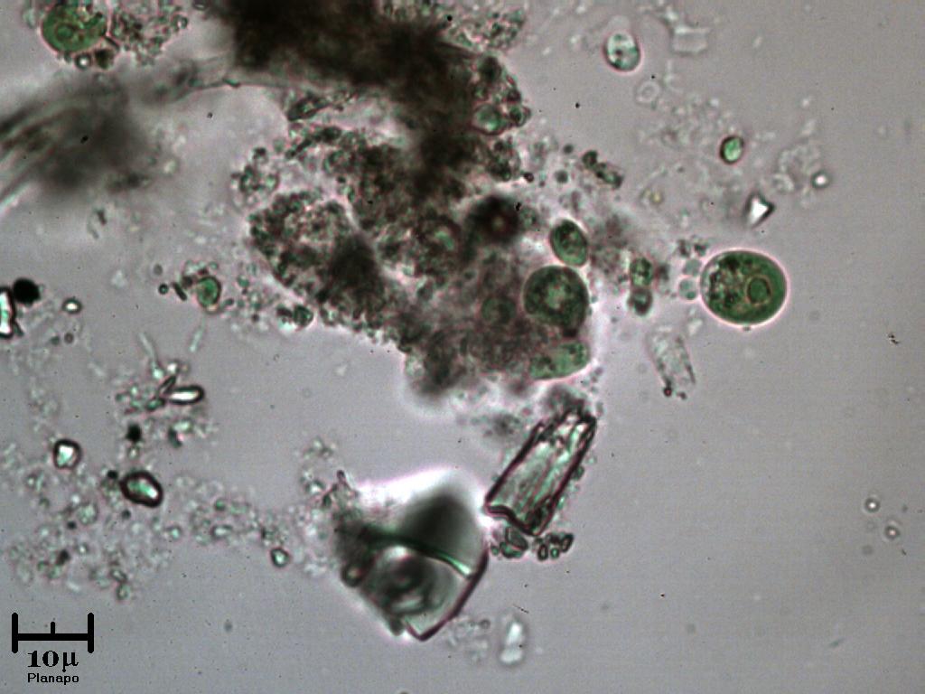 Cloroficee