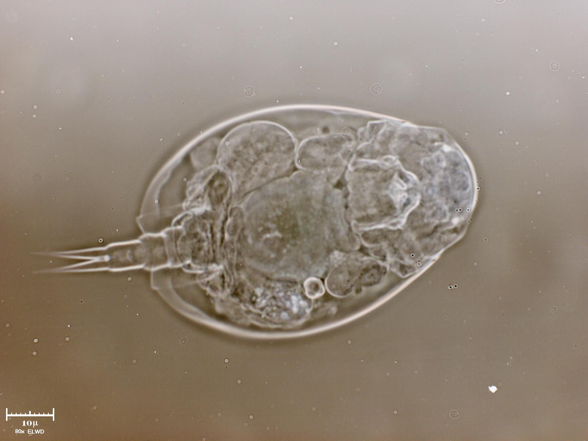 Geppe''s Euchlanis sp,