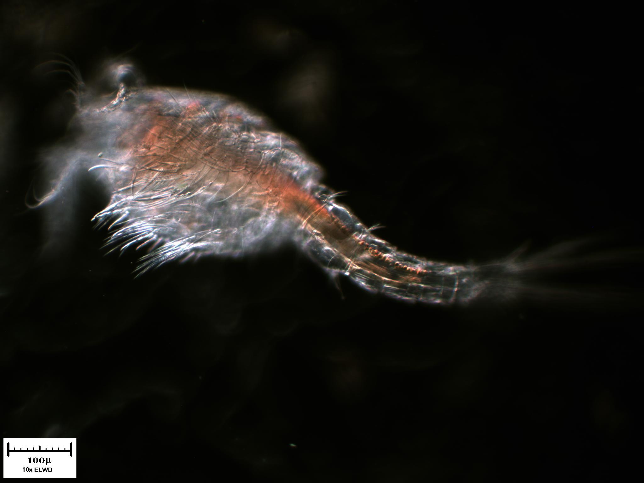 Tutto il Copepode minuto per minuto