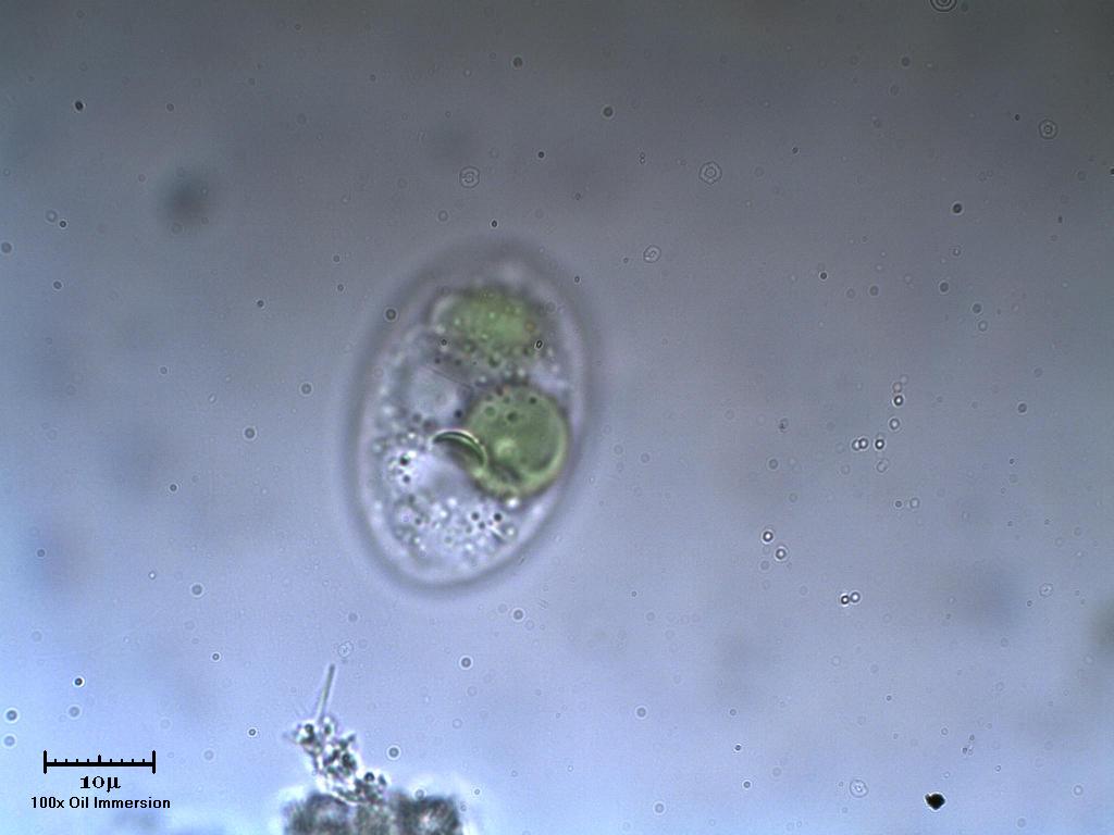 Unid.