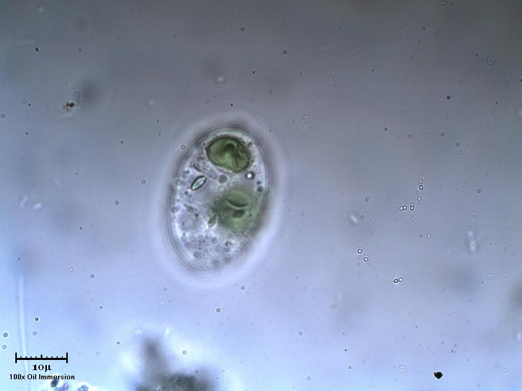 Unid.