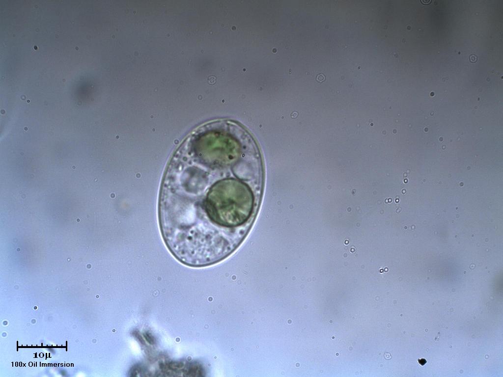 Unid.