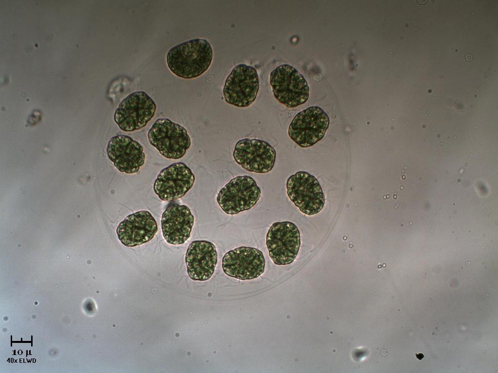 N U O V A !  Eudorina.