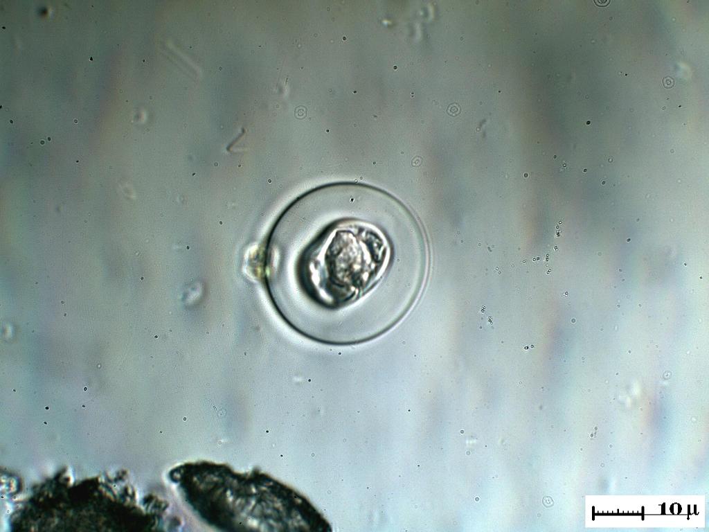 Unidentified