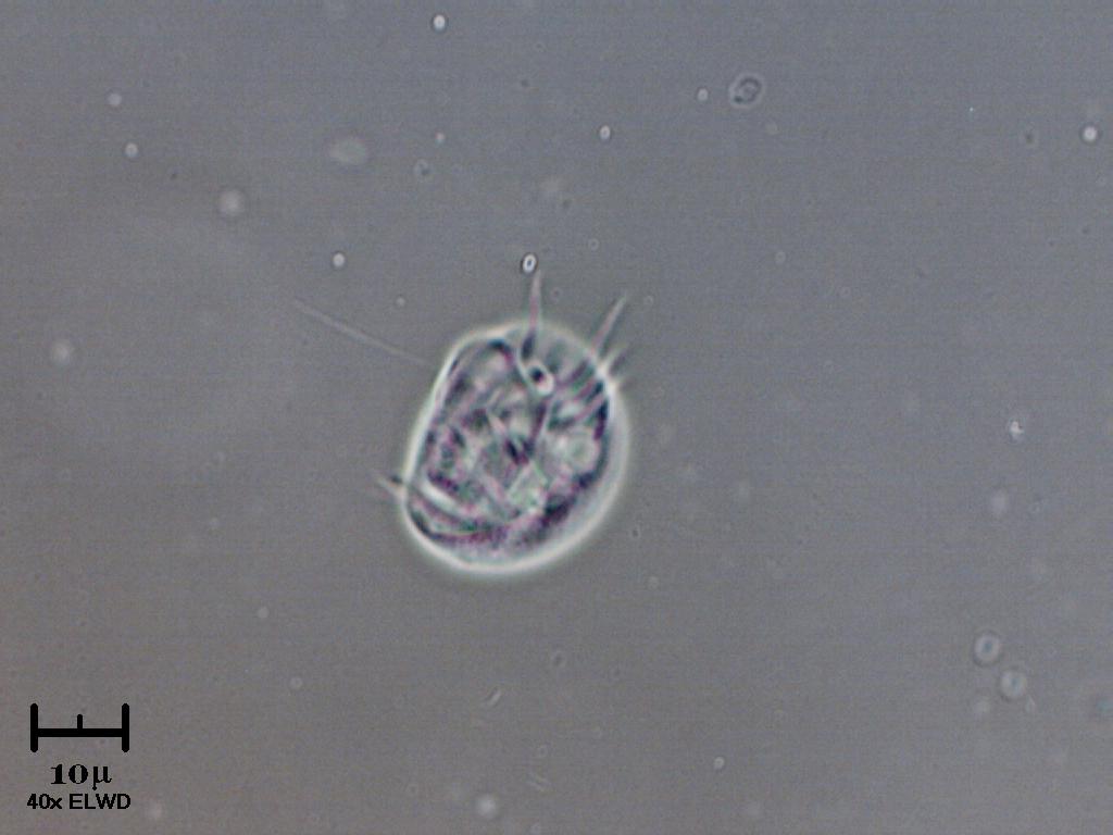 N U O V A !  Eudorina.