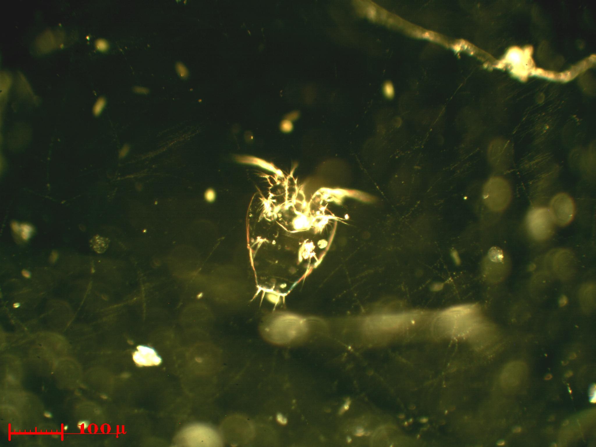 Copepode by night