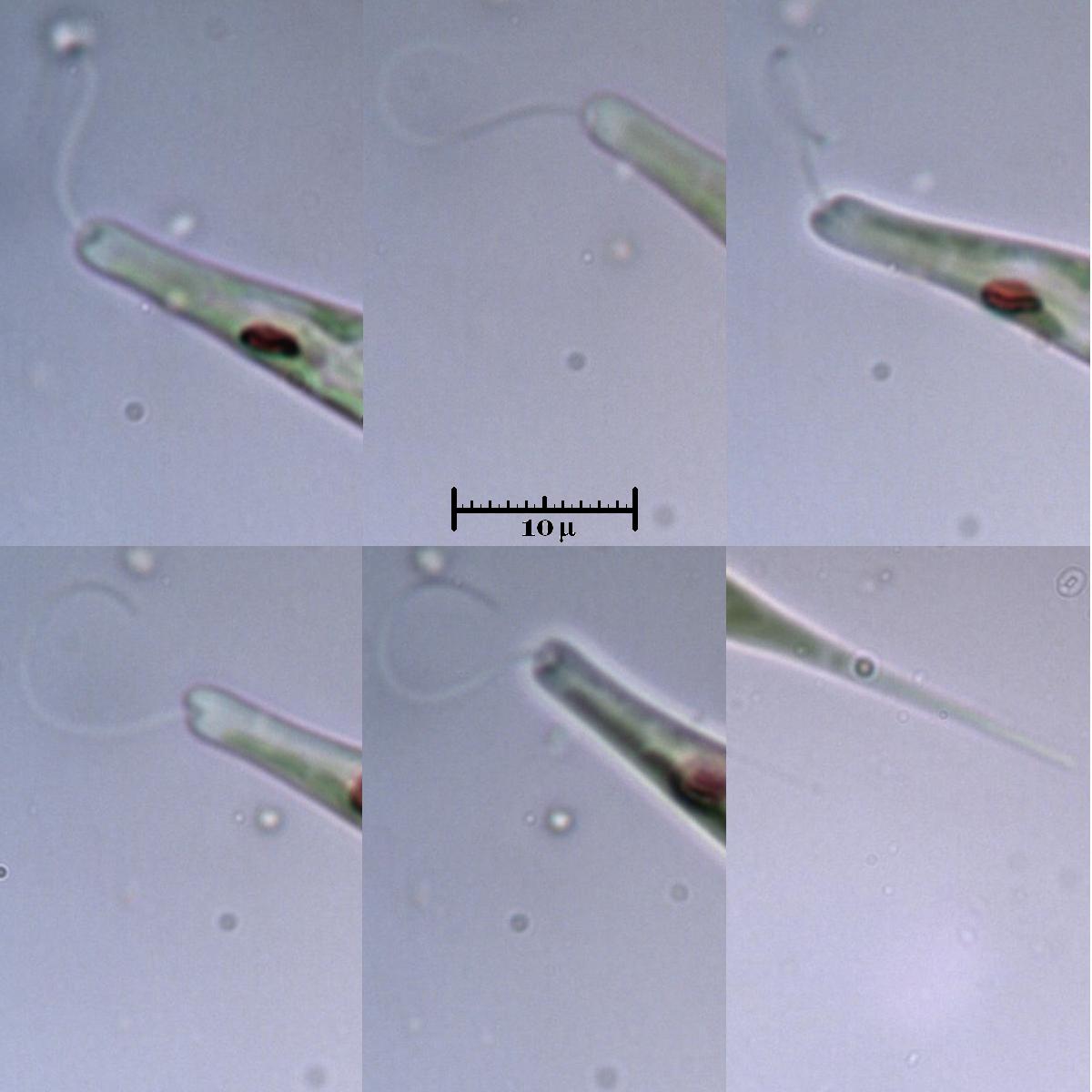 Euglena acus