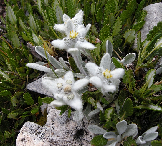 Leontopodium nivale / Stella alpina  appenninica