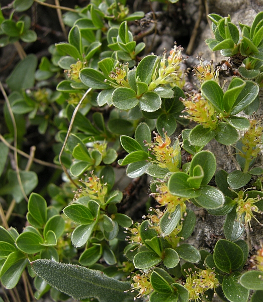 salix herbacea?