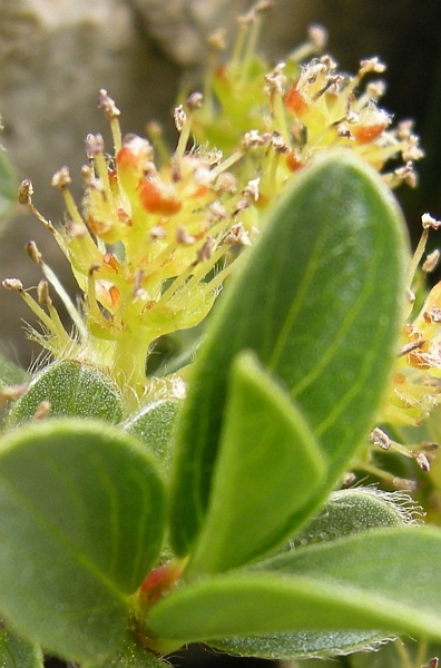 salix herbacea?