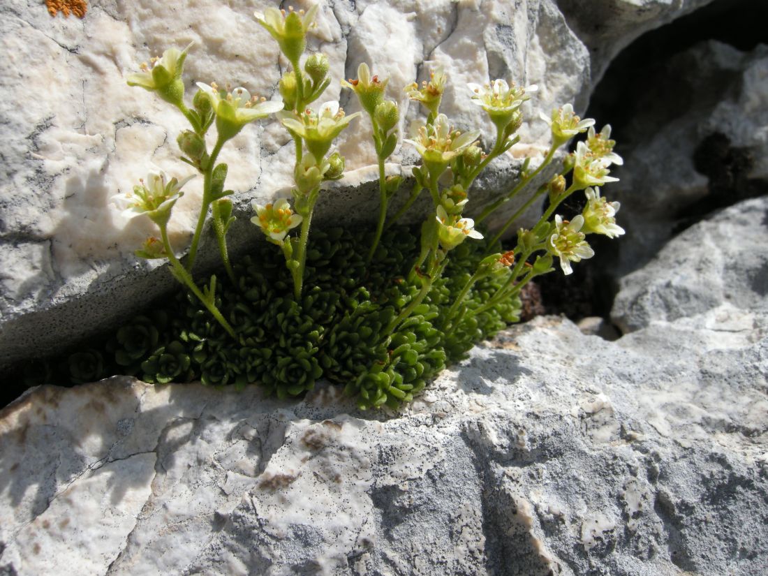 saxifraga exarata / Sassifraga solcata