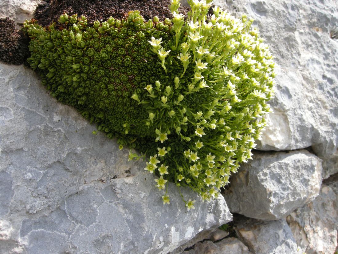 saxifraga exarata / Sassifraga solcata