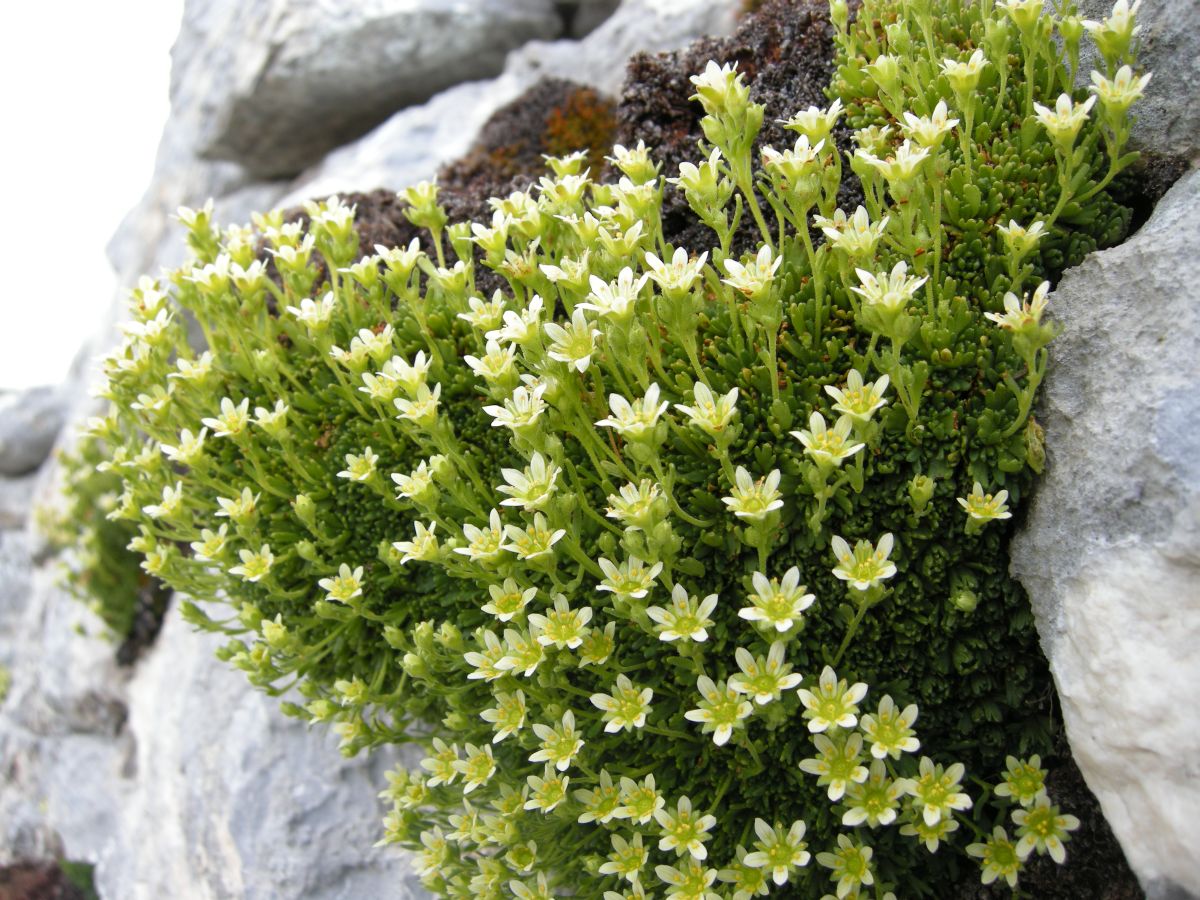 saxifraga exarata / Sassifraga solcata