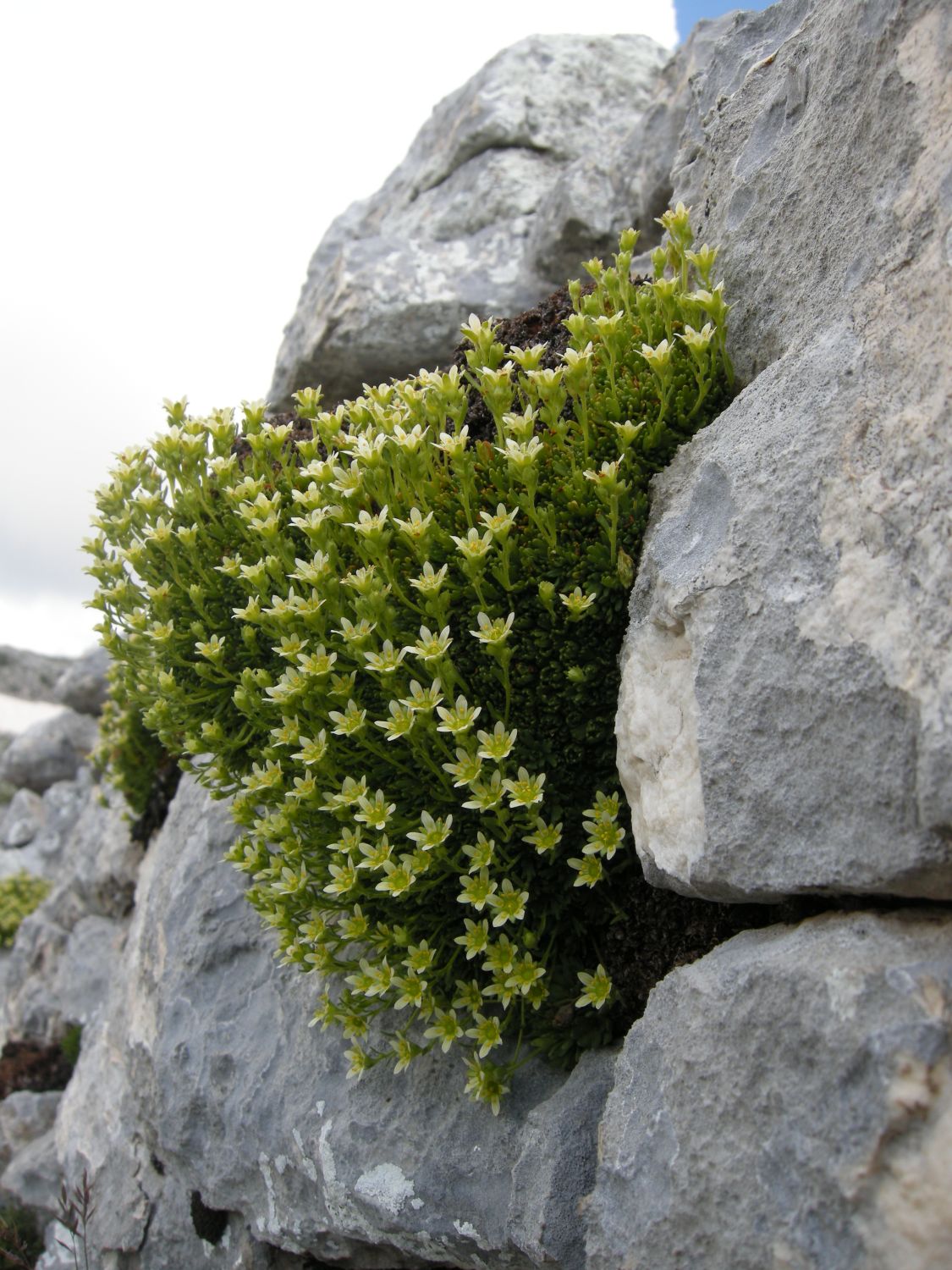 saxifraga exarata / Sassifraga solcata