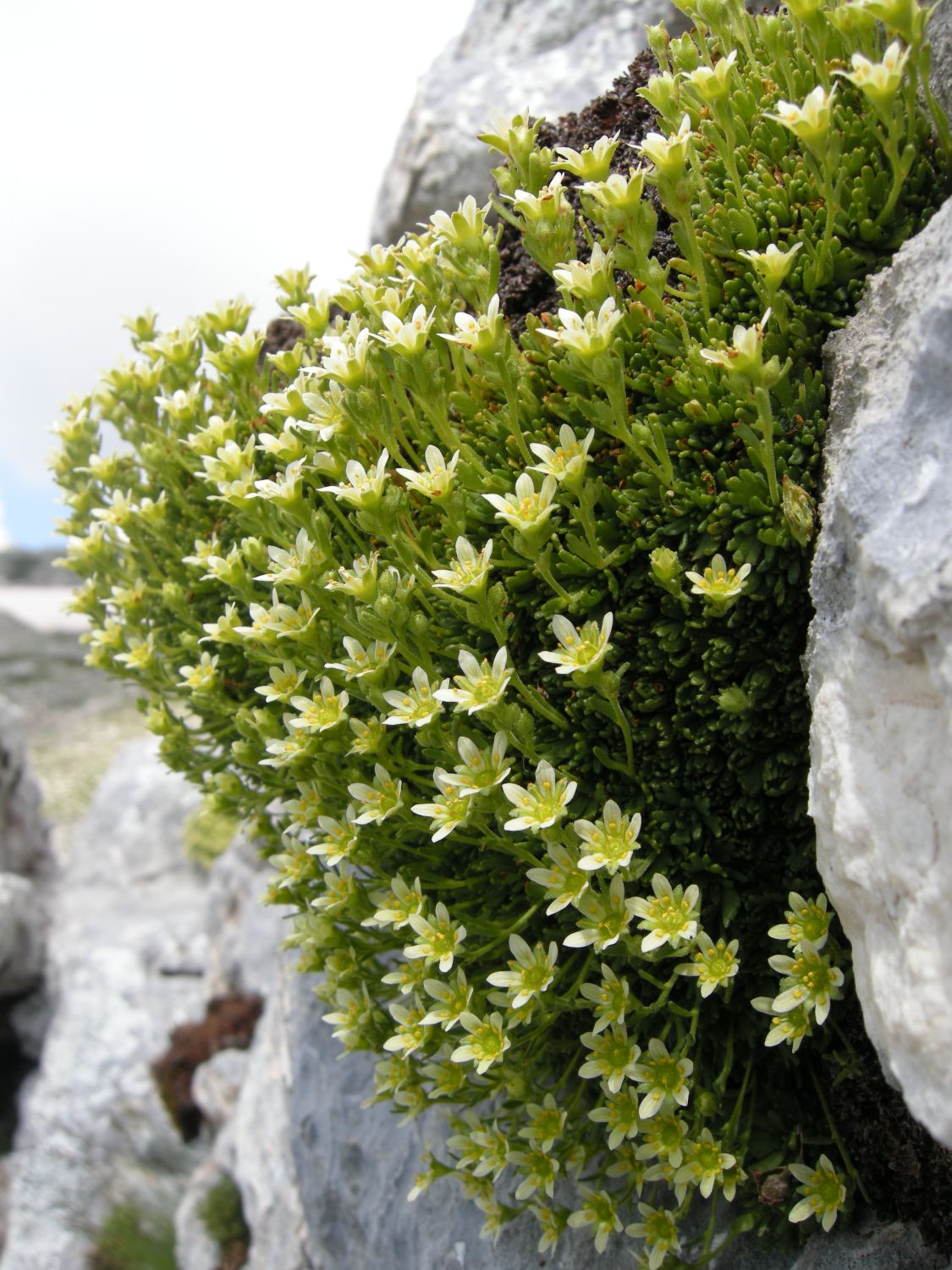 saxifraga exarata / Sassifraga solcata