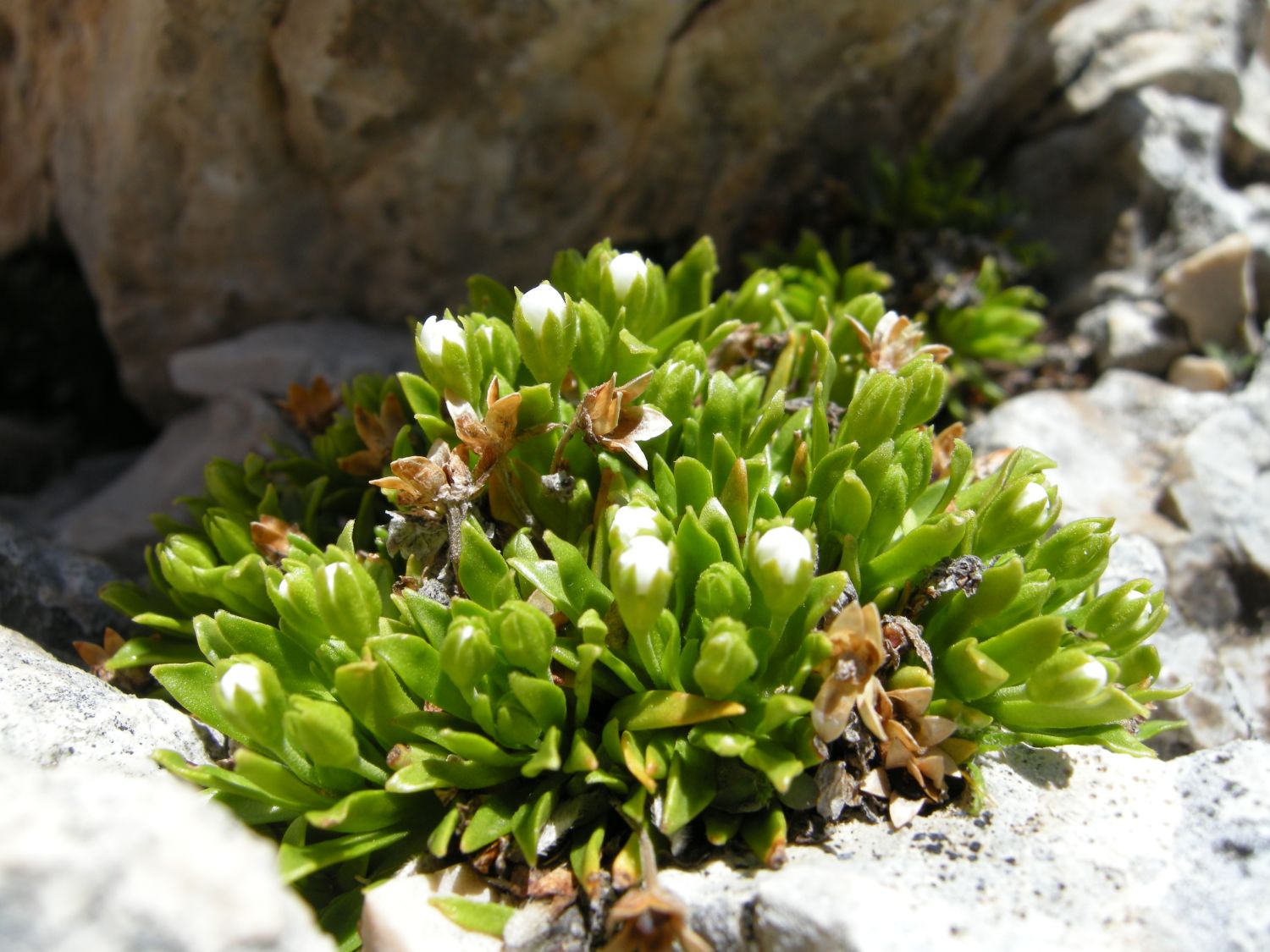 Androsace mathildae / Androsace abruzzese