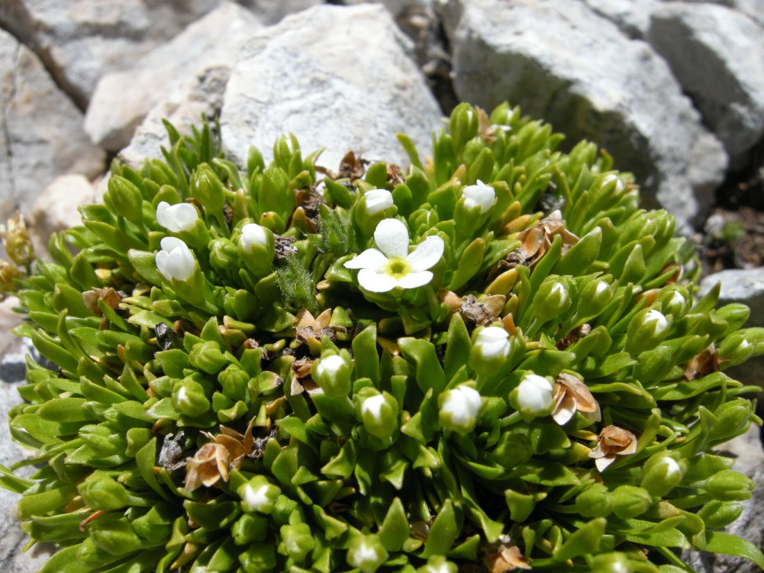 Androsace mathildae / Androsace abruzzese
