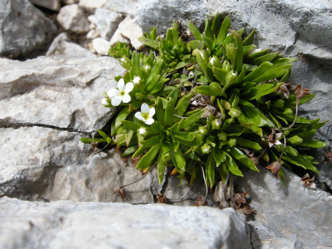 Androsace mathildae / Androsace abruzzese