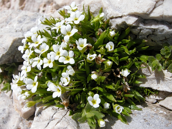 Androsace mathildae / Androsace abruzzese