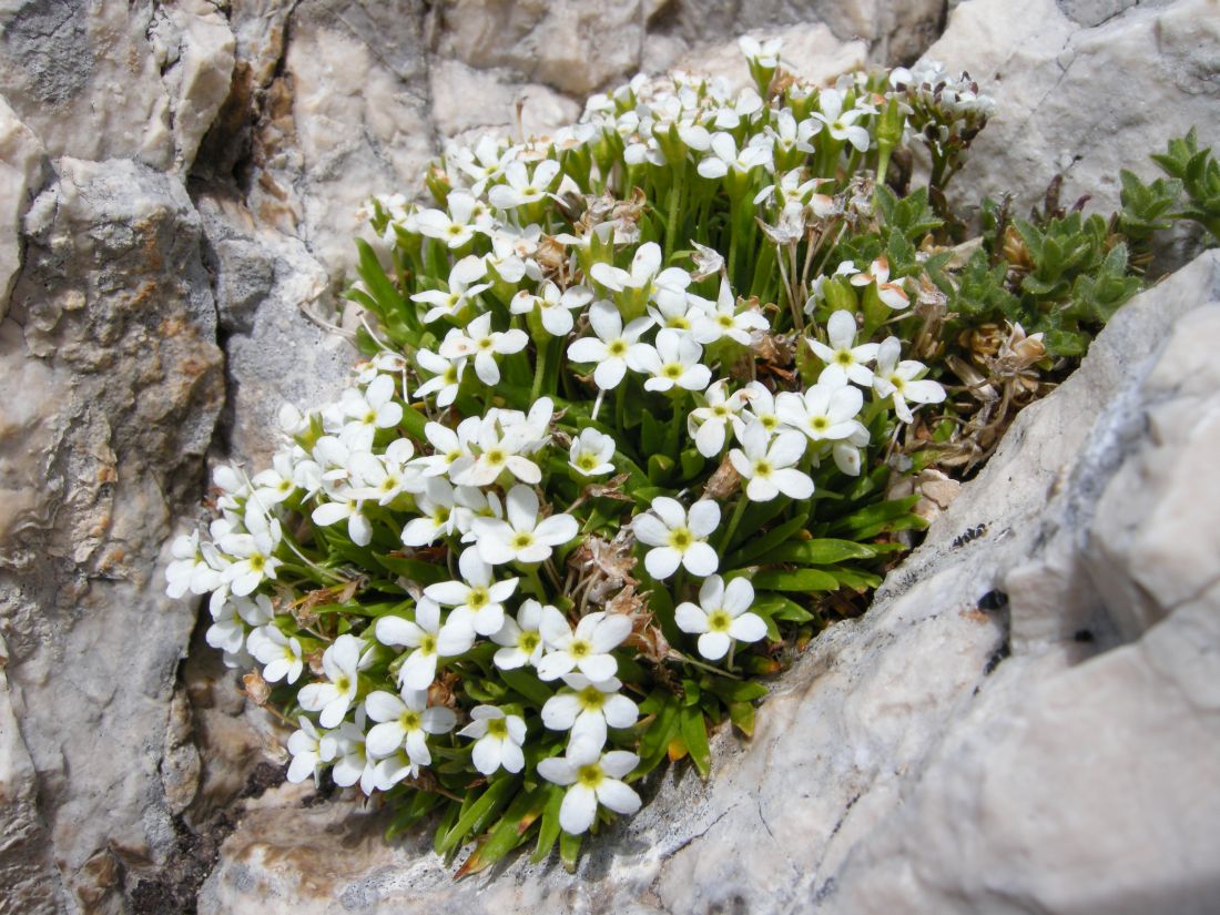 Androsace mathildae / Androsace abruzzese