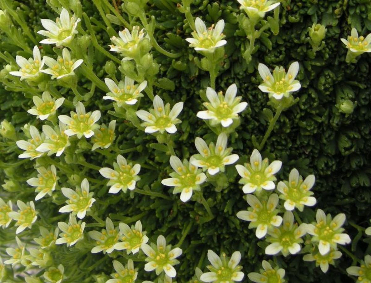 saxifraga exarata / Sassifraga solcata