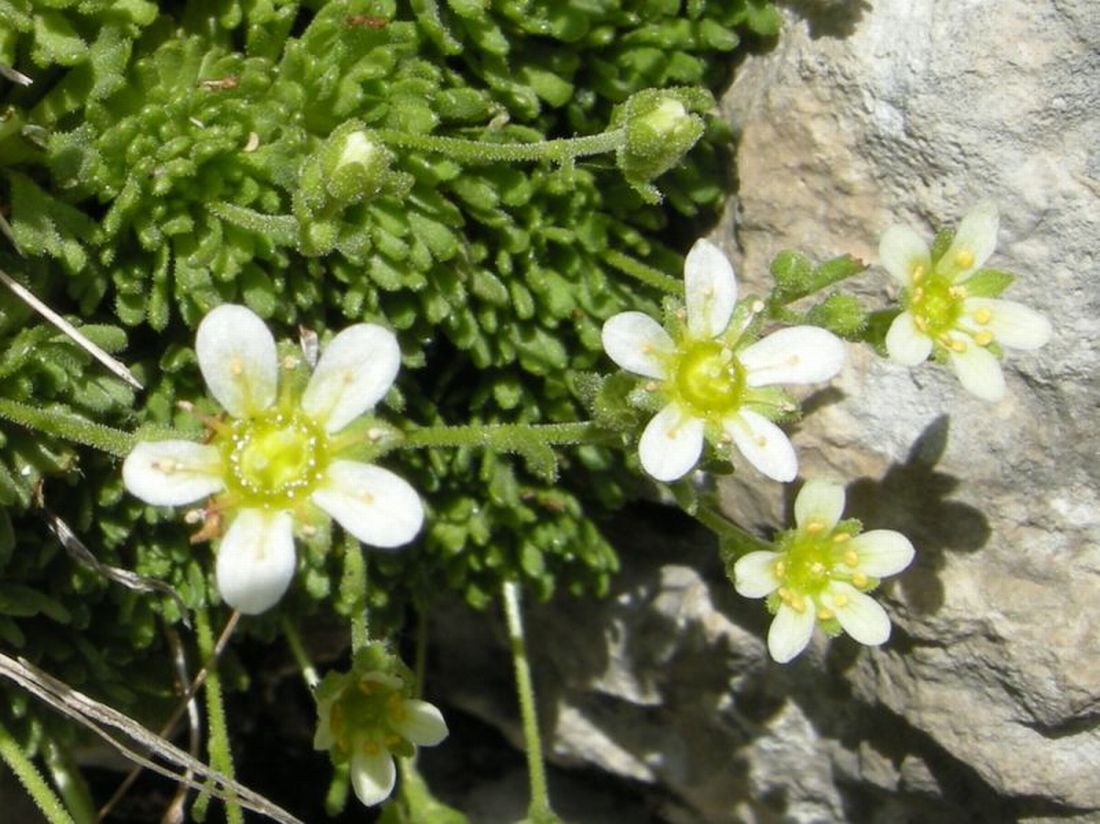 saxifraga exarata / Sassifraga solcata