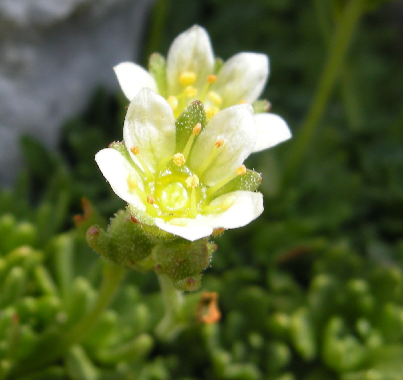 saxifraga exarata / Sassifraga solcata