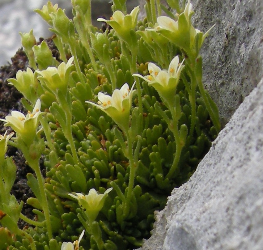 saxifraga exarata / Sassifraga solcata
