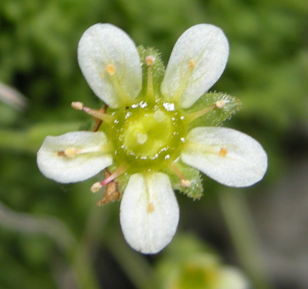 saxifraga exarata / Sassifraga solcata