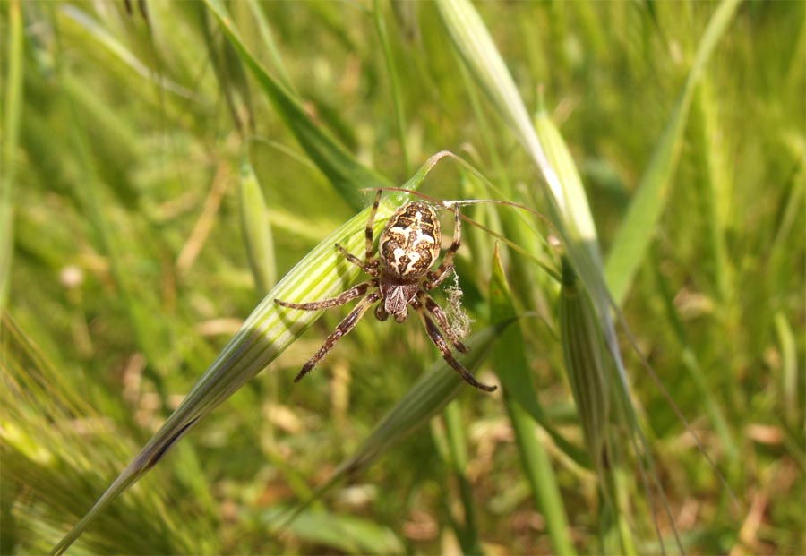 Larinioides sp.