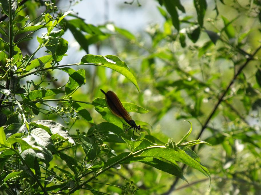 Calopteryx 2