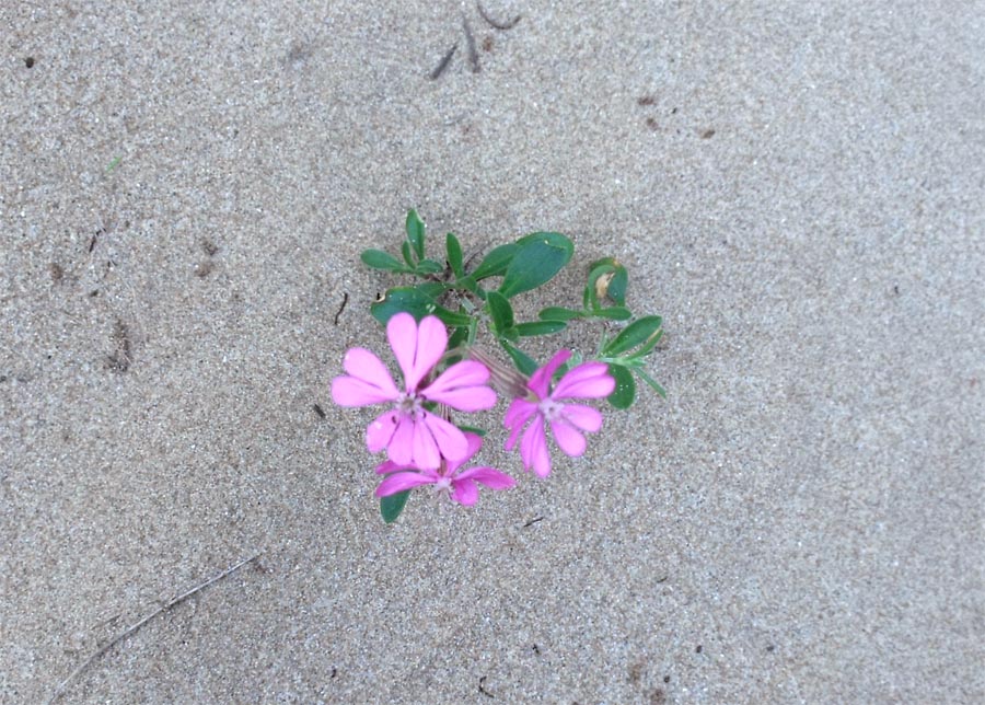 Dal Gargano,  Silene colorata s.l.