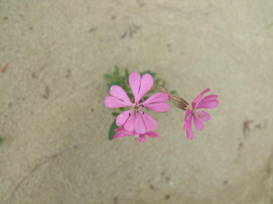 Dal Gargano,  Silene colorata s.l.